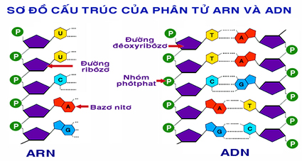 Đề thi học kỳ I lớp 10 THPT chuyên Thái Nguyên năm 2012 - 2013 môn Sinh học