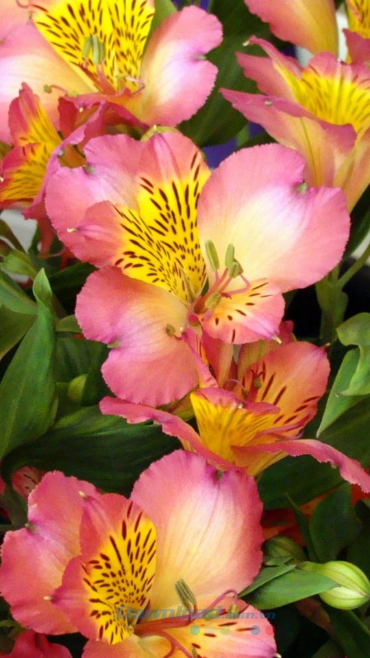 Hoa đẹp Trong Chậu Hình Nền điện Thoại Di động Minh Họa Nền Hình Nền Cho  Tải Về Miễn Phí - Pngtree