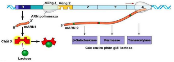 Đề thi thử THPT Quốc gia năm 2017 môn Sinh học