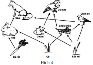 Đề thi thử THPT Quốc gia năm 2017 môn Sinh học