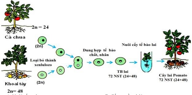 Đề thi thử THPT Quốc gia 2017 môn Sinh học