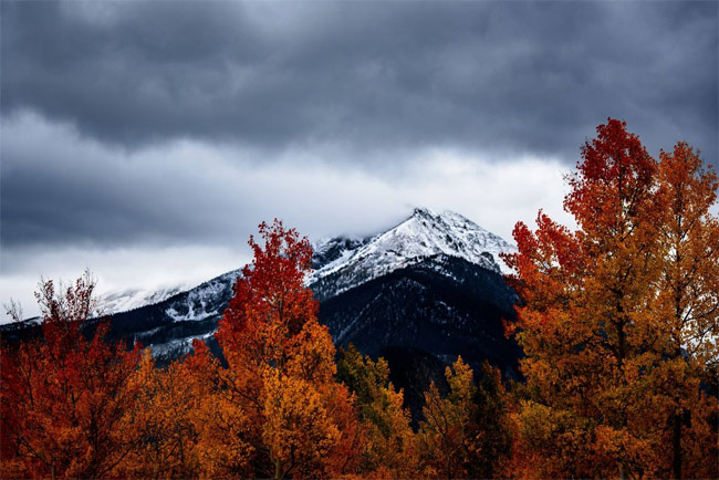 Cây mùa thu và đỉnh núi phủ tuyết