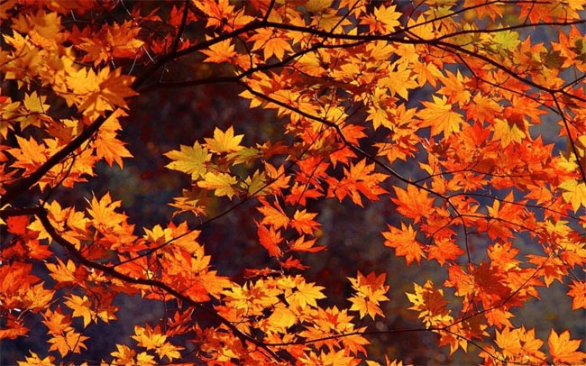 Hình nền mùa thu: Khám phá những gam màu ấm áp của mùa thu thông qua hình nền độc đáo và đẹp mắt. Sắc son thắm của những chiếc lá rụng, cùng với ánh nắng trải qua màn sương mờ tạo nên một không gian tuyệt vời trên màn hình của bạn.