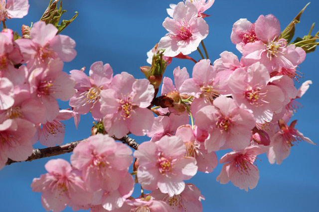 50 Hình ảnh nền hoa anh đào đẹp nhất của đất nước Nhật Bản Hà Nội Spirit Of Place