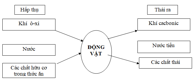 Đáp án đề thi học kì 2 môn Khoa học lớp 4