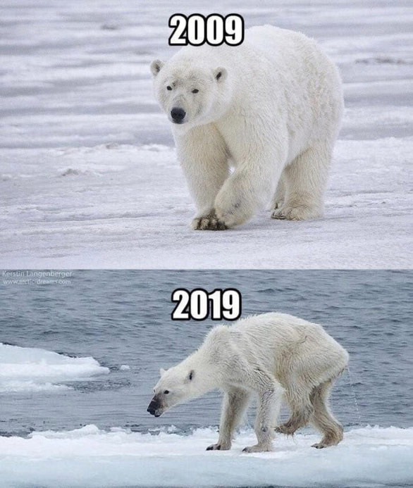 Ảnh so sánh 10 năm gấu Bắc Cực