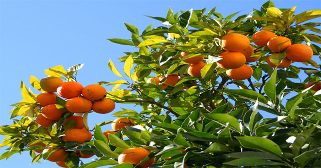 Tập làm văn lớp 4: Tả cây cam trong vườn nhà em Dàn ý & 17 bài văn tả cây cam lớp 4