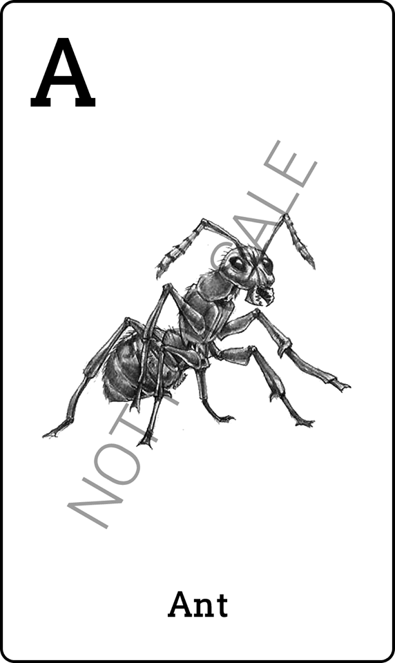Hình ảnh thẻ động vật 4D để quét - Con kiến