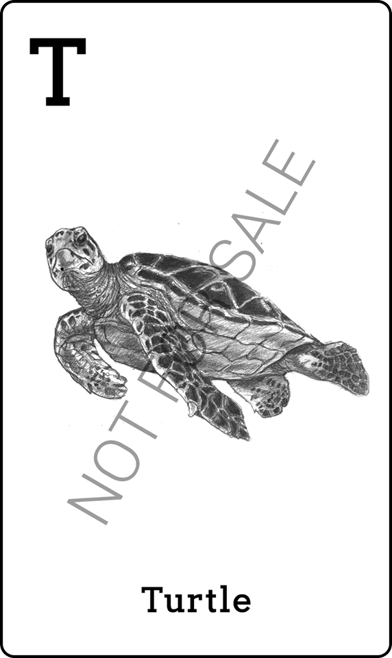 Hình ảnh thẻ động vật 4D để quét - Con rùa