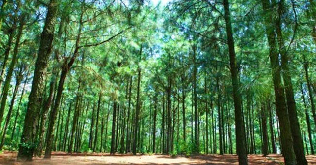 Hình ảnh rừng thông xanh