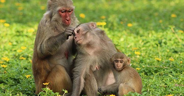 Tả con khỉ trong vườn thú (8 mẫu) - Tập làm văn lớp 4