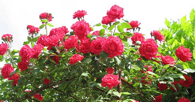 Bài văn biểu cảm về cây hoa hồng