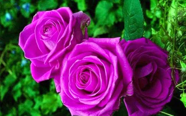 Những bông hoa hồng tím tuyệt đẹp