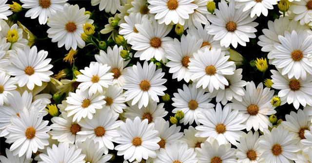 Miêu tả hoa cúc trắng