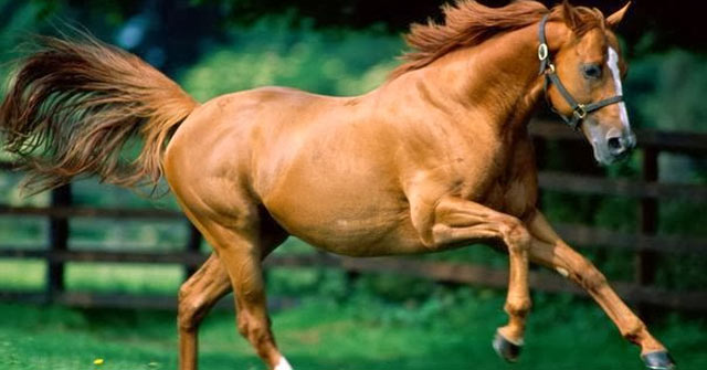 Tập làm văn lớp 4: Tả con ngựa mà em có dịp nhìn thấy (10 mẫu) Bài văn tả con vật lớp 4