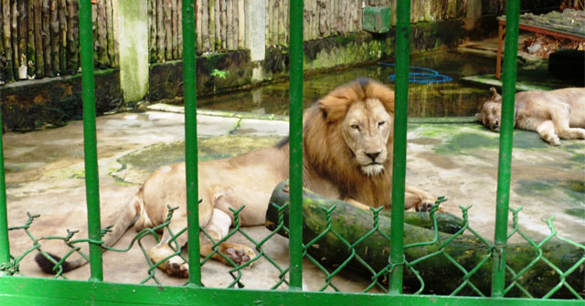 Tập làm văn lớp 4: Tả con sư tử trong vườn thú (7 mẫu)