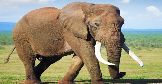 Tả con voi trong vườn bách thú (15 mẫu) - Tập làm văn lớp 4