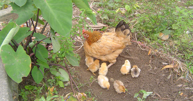 Bài thơ Đàn gà con Mười quả trứng tròn mẹ gà ấp ủ  Thế giới cổ tích