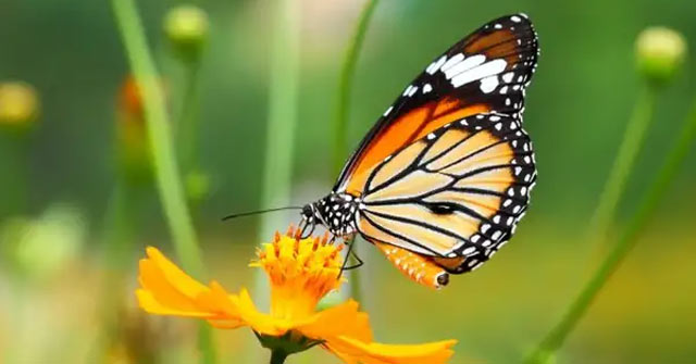 Tả con bướm (7 mẫu) Những bài văn hay lớp 4 1