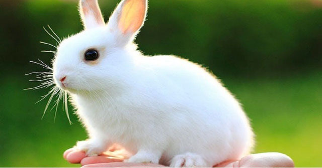 Thuyết minh về con Thỏ