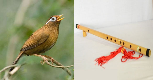 So sánh tiếng chim hót và tiếng sáo thổi
