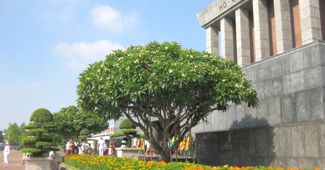 Tả cây hoa bên lăng chủ tịch Hồ Chí Minh