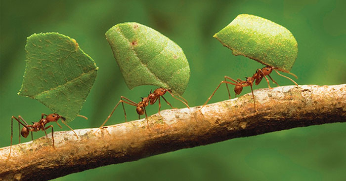 Tả đàn kiến đang tha mồi về tổ