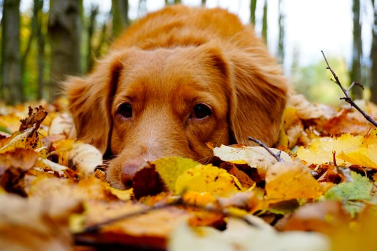 Chú chó và mùa thu