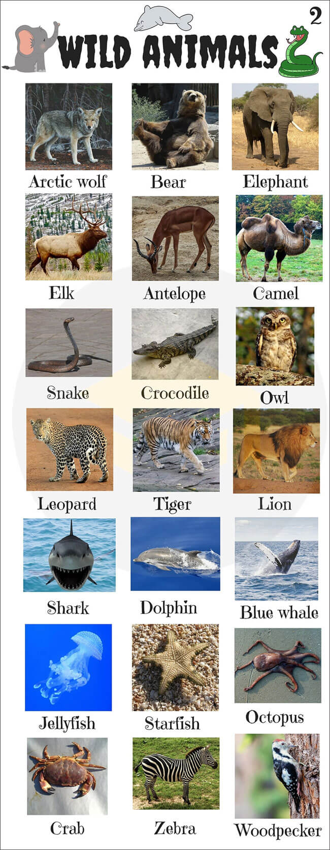 Tên các con vật bằng tiếng Anh Từ vựng tiếng Anh về con vật