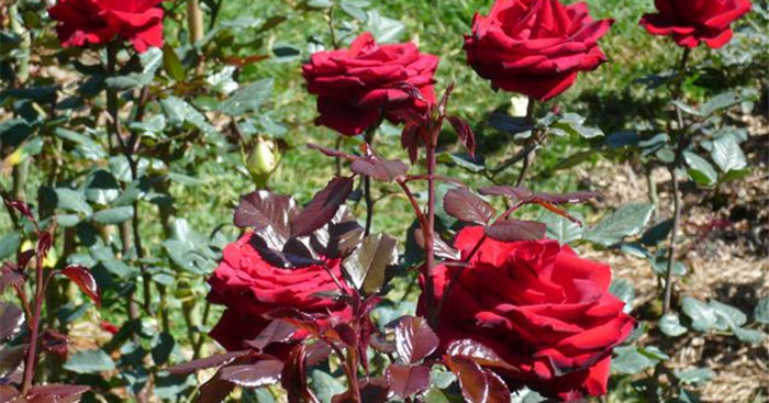 bài văn tả về cây hoa hồng
