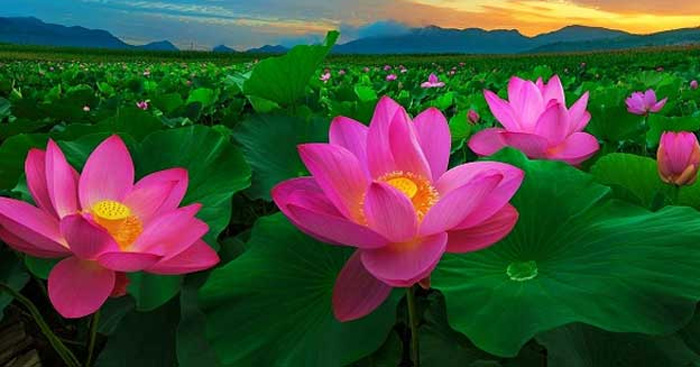 Hoa sen được coi là “hoa đất” của Việt Nam. Hãy cùng tả về vẻ đẹp nguyên sơ, thanh thoát và tinh tế của hoa sen trong hình ảnh, để cảm nhận sức mạnh tinh thần của nó.