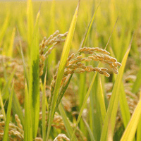 Bài thơ Hạt gạo làng ta