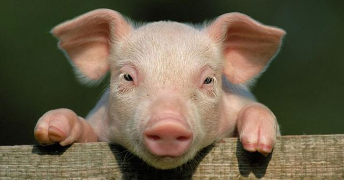 Thuyết minh về con lợn (Dàn ý + 7 mẫu) Bài văn thuyết minh lớp 9 hay nhất