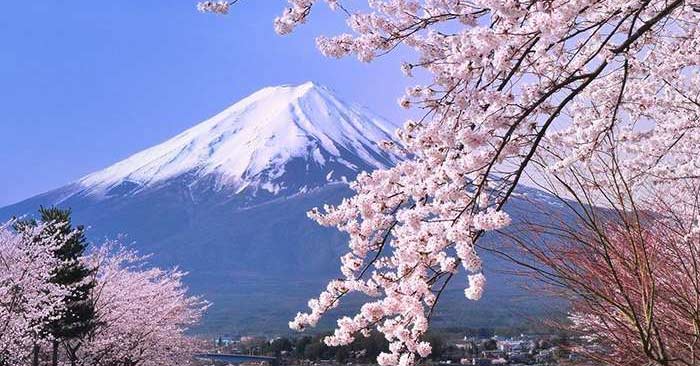Hoa Anh Đào: Các Loại Hoa Và Địa Điểm, Thời Gian Ngắm Tại Nhật