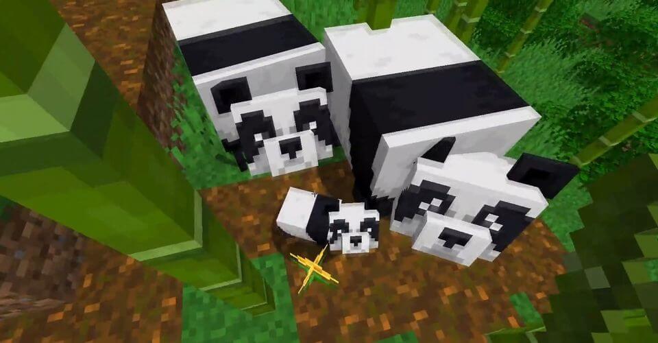 Cách tìm gấu trúc trong Minecraft