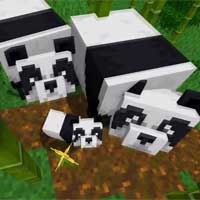 Minecraft: Vị trí tìm thấy gấu trúc