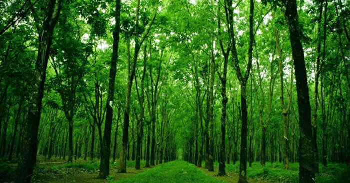 Bài viết số 5 lớp 7 đề 2: Chứng minh bảo vệ rừng là bảo vệ cuộc sống của chúng ta - Honda Anh Dũng