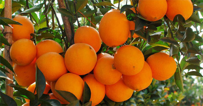 Tả cây cam (15 mẫu) - Tập làm văn lớp 4