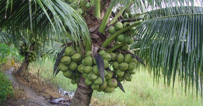 Bật Mí Cách Làm Cây Dừa Bằng Giấy, Hướng Dẫn Làm Cây Dừa ...