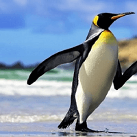 Tập làm văn lớp 2: Tả con chim cánh cụt (Dàn ý + 10 mẫu)