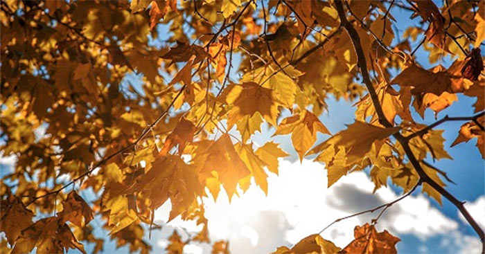 Sang Thu và thiên nhiên: Hãy để bức tranh này đưa bạn đến một mùa thu thật đẹp và rực rỡ. Bạn sẽ được chiêm ngưỡng những gam màu ấm áp của lá vàng, những cánh hoa tím nhạt trên đất trời. Bức tranh này sẽ mang đến cho bạn một cảm giác êm dịu và lãng mạn, giúp bạn tìm lại sự cân bằng và bình yên trong cuộc sống.