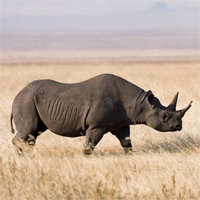 Đoạn văn tiếng Anh về các biện pháp bảo vệ động vật có nguy cơ tuyệt chủng (6 Mẫu)