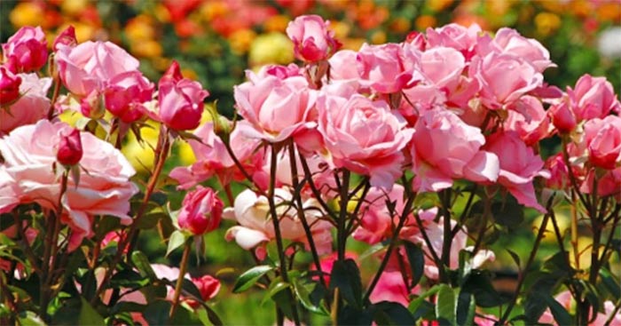 TOP 7 bài văn tả vườn hoa lớp 5 hay nhất - Download.vn