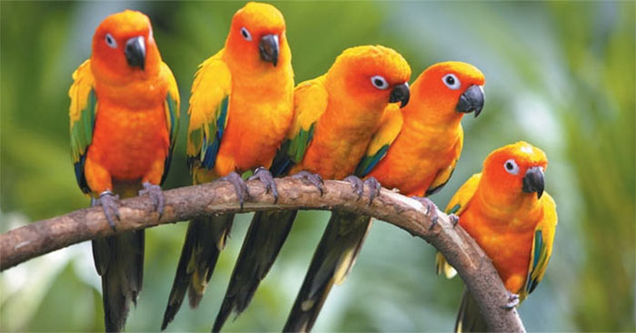 Vẹt Sun Conure Nam Mỹ  Đặc Điểm Nổi Bật Cách Nuôi  Chăm Sóc