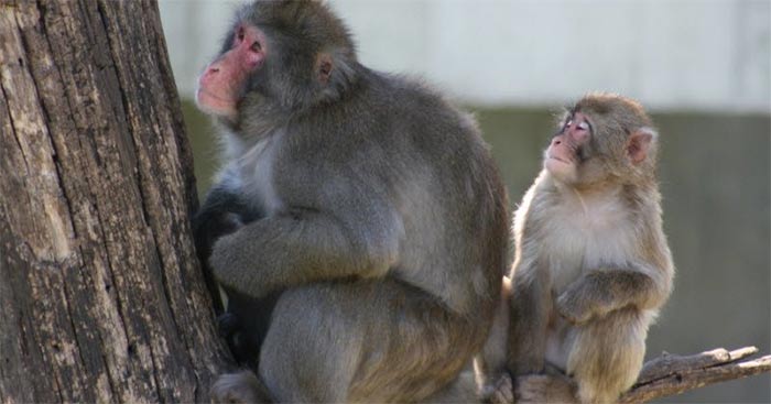 Tập làm văn lớp 4: Tả con khỉ trong vườn bách thú Dàn ý & 8 bài văn Tả con vật nuôi ở vườn thú