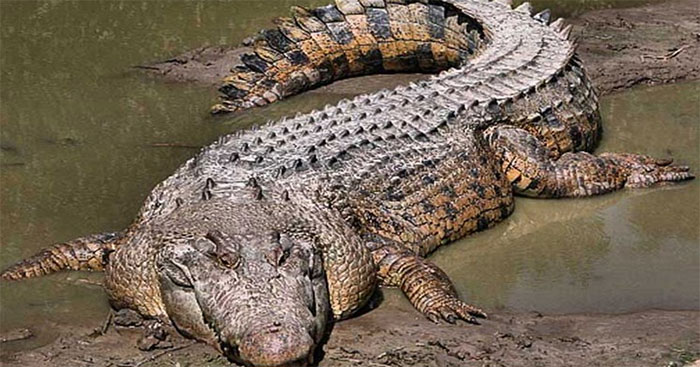 Tả con cá sấu trong vườn thú (4 mẫu) - Tập làm văn lớp 4