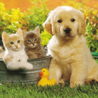 Tập làm văn lớp 2: Viết đoạn văn ngắn kể về việc em chăm sóc một con vật nuôi trong nhà (4 mẫu)