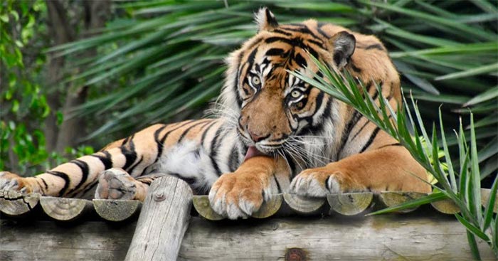 Tập làm văn lớp 4: Tả con hổ trong vườn bách thú Dàn ý & 7 bài văn Tả con vật nuôi ở vườn thú