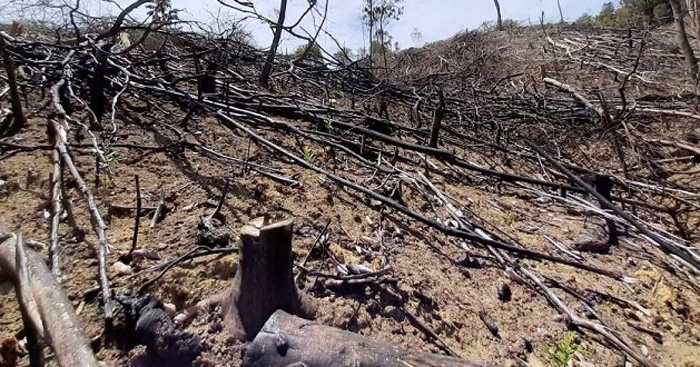 Nghị luận về hiện tượng rừng bị tàn phá (8 Mẫu) – Văn 12