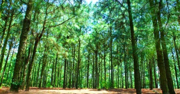 hình ảnh Bầu trời màu xanh lá Rừng cây Cây cỏ thiên nhiên Hệ sinh thái bảo tồn thiên nhiên con đường Lá Rừng lá rộng ôn đới và rừng hỗn